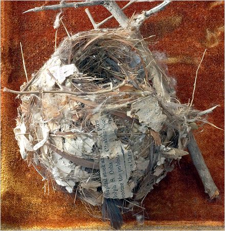 Rosamond Purcell Science Images, Nest Art, Egg Nest, Birds Nests, Bird Nests, Bird Eggs, Birds Nest, Baby Bird, For The Birds