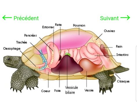 Anatomy Design, Turtle Homes, Home Poem, Tortoise Turtle, Animal Study, Animal Science, Reproductive System, Burn Calories, Tortoise Shell