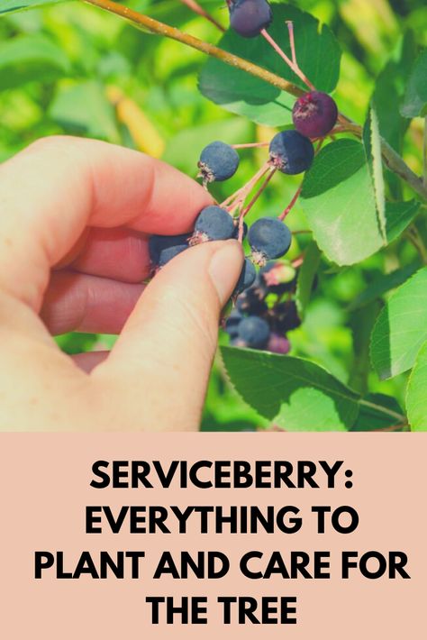 Service Berry Bush, Serviceberry Tree Landscapes, Serviceberry Tree, American Beautyberry Bush, Service Berry Tree, Service Berry, Growing Haskap Berries, Tree Landscaping, Saskatoon Berry