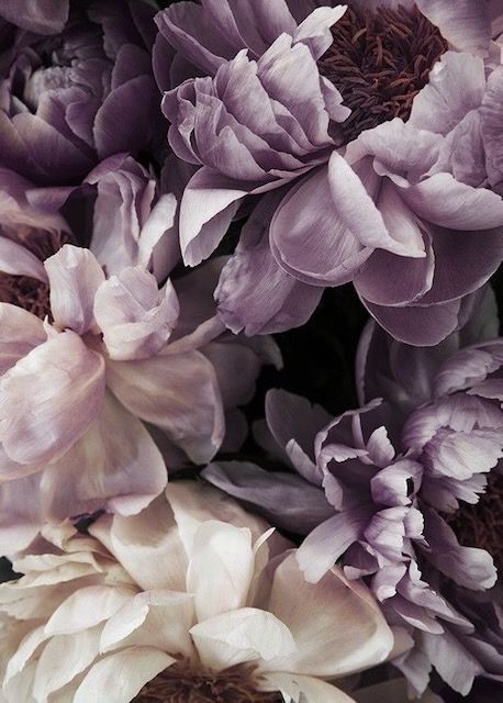 Moody Purple Aesthetic, Dusty Purple Aesthetic, Muted Purple Aesthetic, Mauve Aesthetic, Mauve Flowers, Purple Wedding Palette, Dusty Purple, Mauve Color, Wedding Palette