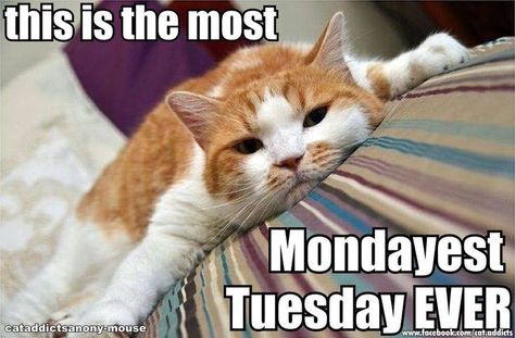 This is the most Mondayest Tuesday EVER Tuesday Blessings, Daily Greetings, Image Chat, Cat Quotes, Funny Animal Memes, Funny Animal Pictures, Crazy Cat Lady, Animal Memes, Crazy Cats