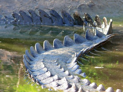 Crocodile tail by IAGD+P, via Flickr Crocodile Tail, Broome Western Australia, Beautiful Bird, Pretty Animals, Reptiles And Amphibians, Bird Photography, Amphibians, Western Australia, Reptiles