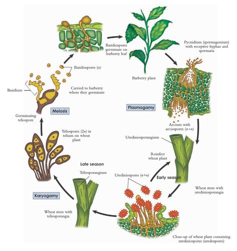 The life cycle of wheat rust, Puccinia graminis Biology Plants, Plant Pathology, Plant Life Cycle, Plant Science, Fashion Design Sketchbook, Science Humor, Science Biology, Cute Love Images, Anatomy And Physiology