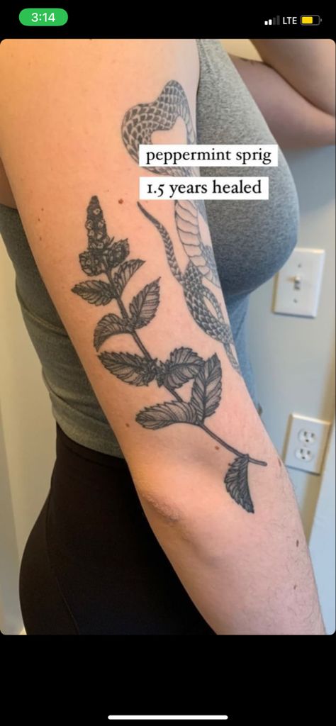 Mint Leaf Tattoo, Peppermint Tattoo, Mint Tattoo, Sprig Tattoo, Plant Tattoos, Leaf Tattoo, Tasteful Tattoos, Plant Tattoo, Peppermint Leaves