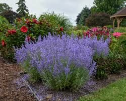 Proven Winners Perennials, Russian Sage, Sage Garden, Sage Plant, Low Maintenance Landscaping, Blooming Plants, Hardy Plants, Low Maintenance Plants, Drought Tolerant Plants