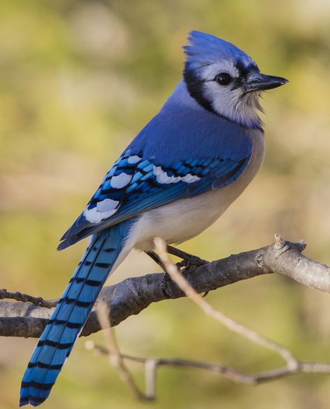 Blue Jay 3 | This male (or female as they look identical) ki… | Flickr Blue Jay Bird, Jay Bird, Rare Birds, Best View, The Sunflower, Pretty Animals, Nature Birds, Backyard Birds, Exotic Birds