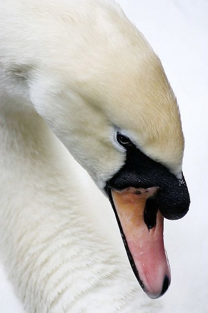 National bird...definitely not an ugly duckling! Regnul Animal, Mute Swan, Tally Ho, Beautiful Swan, White Swan, All Birds, Pretty Birds, Art And Illustration, Wild Life