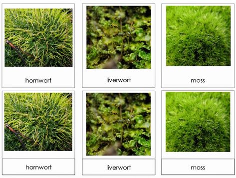 Plants With Names, Terrestrial Plants, Plants Names, Montessori Science, Kingdom Plantae, Montessori Elementary, Folder Games, Vascular Plant, Montessori Materials