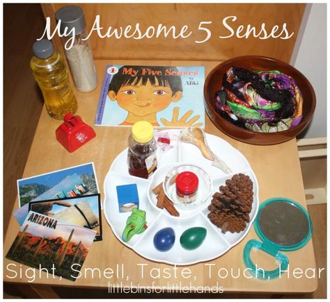 5 Senses Activity, All About Me Eyfs, Senses Activity, 5 Senses Preschool, Discovery Table, Five Senses Preschool, All About Me Preschool Theme, 5 Senses Activities, Me Preschool Theme