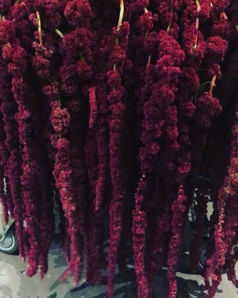 Red Hanging Amaranthus, Amaranthus Wedding Arch, Mountain Garden, Wedding Pillars, Velvet Curtains, Wedding Flower Arrangements, Roger Vivier, Greenery Wedding, Rehearsal Dinner