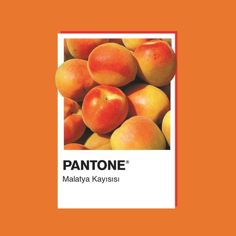 Pantone Türkiye Pantone Colors Wallpaper, Color Palette Instagram Post, Pantone Design Graphics, Pantone Photoshoot, Pantone Graphic Design, Pantone Illustration, Pantone Shade Card, Reference Flower, Pantone Chart