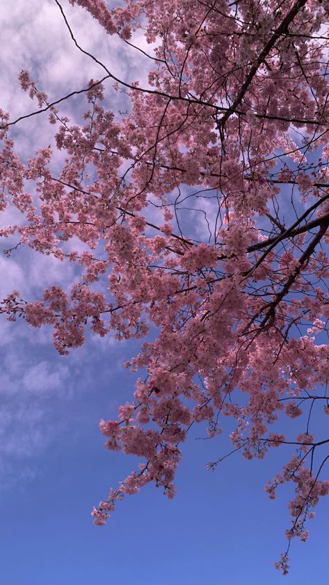 Photo d’un cerisier avec le ciel bleu Cherry Tree Aesthetic, Cherry Photography, Yoshino Cherry Tree, Sunflower Aesthetic, Tree Aesthetic, Tree Story, Nurse Shark, Broken Pieces, Pink Trees