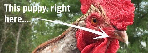 Farm Girl Inspirations: How to train a rooster to be nice (or at least to stop attacking you). Girl Inspiration, Farm Girl, How To Train, Be Nice, Frugal Living, Diy Food, Rooster, Beauty Products, Like You