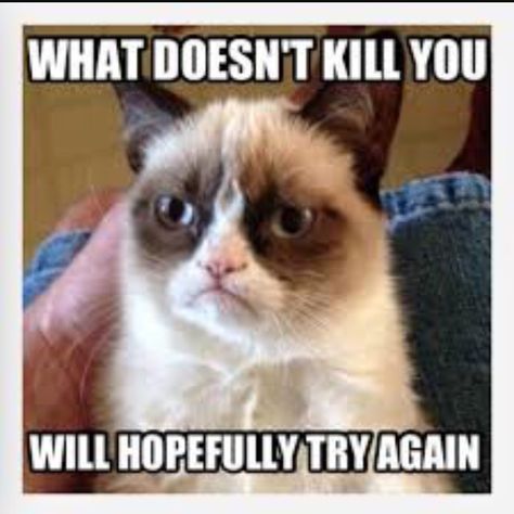 What Doesn't Kill You Will Hopefully Try Again Grumpy Quotes, Grumpy Kitty, Grumpy Cat Meme, Grumpy Cat Quotes, Grumpy Cats, Cat Text, Grumpy Cat Humor, Angry Cat, Carl Grimes