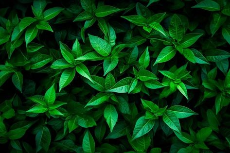 Photo green leaves background | Premium Photo #Freepik #photo #tropical-foliage #foliage-background #foliage #nature-leaf Green Leaves Background, Foliage Background, Green Leaf Wallpaper, Green Leaf Background, Leaves Background, Leaf Images, Tropical Foliage, Leaf Background, Leaf Wallpaper