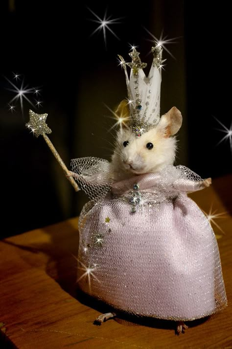 glinda mouse Silly Rat, Ron Ron, Funny Rats, Main Character Energy, Cute Rats, Funny Animal Photos, Silly Animals, Ron Weasley, Animal Photos