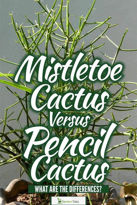 Curious about the disparities between Mistletoe Cactus and Pencil Cactus? This informative post highlights their contrasting traits, such as appearance, watering preferences, and light requirements. Whether you're a seasoned gardener or a plant enthusiast, this guide will provide you with valuable insights to differentiate and care for these unique cacti. Start exploring now! Unique Cactus Plants, Mistletoe Cactus, Pencil Plant, Euphorbia Plant, Indoor Cactus Plants, Pencil Cactus, Indoor Cactus, Cactus Care, Plant Guide