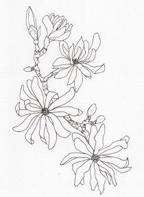 drawing-magnolia-stellata2 Kate Wilson, Magnolia Stellata, Magnolia Tattoo, Pixel Drawing, Full Sleeve Tattoos, Flower Illustration, Oil Painting Landscape, Colouring Pages, Lotus Flower Tattoo