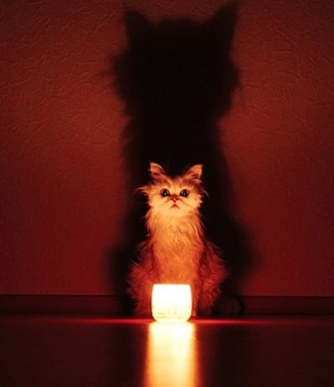 Top 10 Scary and Funny Cat Shadows Fairy Light Photography, Photography Shadows, Lighting Practice, Shadow Cat, Aesthetic Shadow, References Animals, Cat Candles, Light And Shadow Photography, Cat Shadow