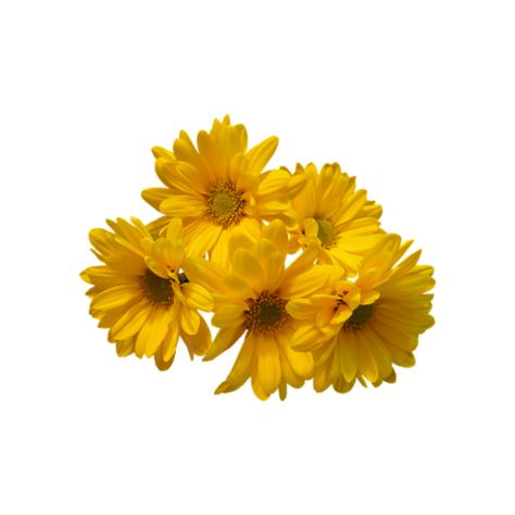 Niche Png, Aesthetic Yellow, Flower Icons, Png Aesthetic, Sunflower Png, Png Icons, Yellow Aesthetic, Yellow Sunflower, Mellow Yellow