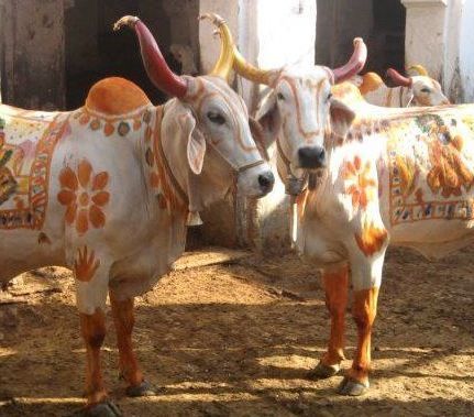 Animals With Horns, Cow Photography, Mother India, Amazing India, Indian Colours, Cow Pictures, Cow Art, Indian Heritage, Krishna Painting