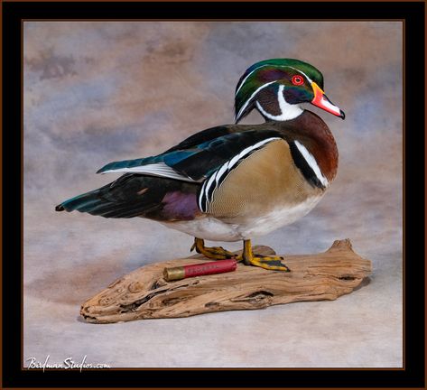 Wood Duck Mounts Taxidermy, Duck Taxidermy Mounts, Duck Mount Ideas, Duck Mounts Taxidermy, Wood Duck Mounts, Duck Taxidermy, Duck Mounts, Wicked Stuff, Waterfowl Taxidermy