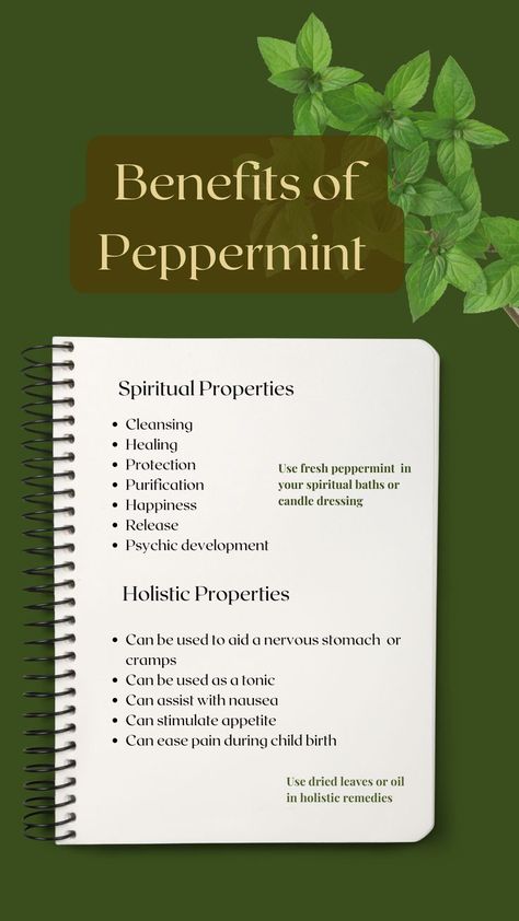 Peppermint Essential Oil Uses, Benefits Of Peppermint, Peppermint Herb, Peppermint Oil Benefits, Herbs For Protection, Peppermint Tea Benefits, Herbal Witch, Peppermint Plants, Magickal Herbs