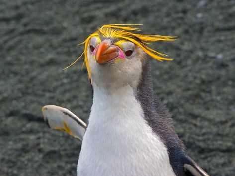 macaroni penguin pictures | True Wildlife Creatures Penguin Videos, Royal Penguin, Penguin Awareness Day, Penguin Facts, Macaroni Penguin, Penguin Images, Penguin Pictures, Australia Animals, The Don