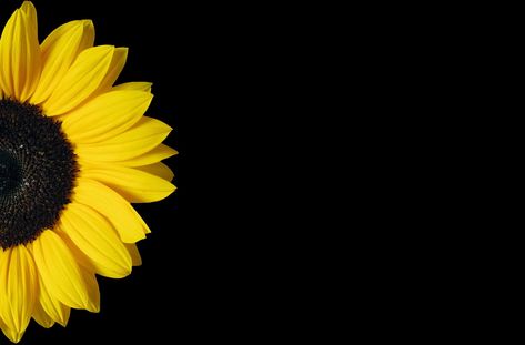 Sunflower Wallpaper, Black Wallpaper, Black Background, Sunflower, Yellow, Black