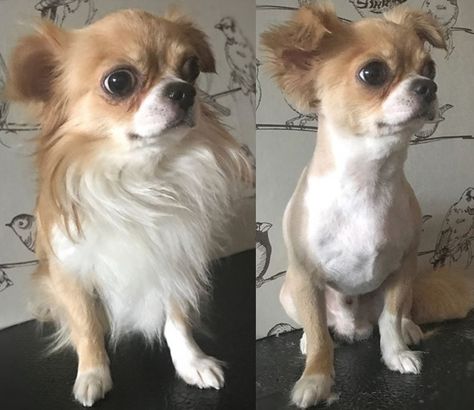 10 Best Long-Haired Chihuahua Haircuts | Page 2 of 5 | The Paws Long Hair Chihuahua Grooming Styles, Chihuahua Haircut, Wendy Haircut, Long Haired Chihuahua Puppies, Long Hair Chihuahua, Chihuahua Art, Pug Mix, Long Haired Dogs, Puppy Cut