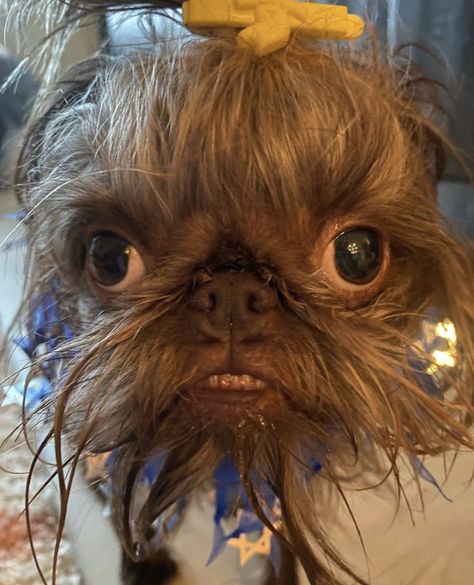 Ugly Puppies, Silly Animal Pictures, Ugly Animals, Angry Animals, Angry Dog, Ugly Dogs, Ugly Cat, Goofy Dog, Dog Mommy