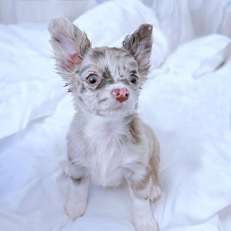 🐶💝NEW PUPPY ALERT FOR SALE/ADOPTION!! Meet “Puppy: Winnie Harlow” ♡ Like her namesake, our newest pup here at Petite Pups, #WinnieHarlow, is one-of-a-kind and absolutely GORGEOUS!! 😍🐶😍 She is a spotted merle chihuahua puppy with an adorable “overbite” - so she is definitely as unique and rare as they come! Aside from her cute little overbite, she is 100% healthy! Puppy Winnie Harlow is a unique MERLE chihuahua with the most lovely LILAC (khaki-chocolate) long haired coat, adorned with black ... Long Haired Chihuahua Puppies, Merle Chihuahua, Chihuahua Puppy, Winnie Harlow, Long Haired Chihuahua, Cute Chihuahua, Chihuahua Puppies, New Puppy, Dogs And Cats