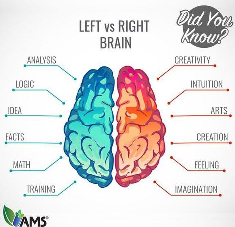 Left Vs Right Brain, Brain Anatomy And Function, Left Brain Right Brain, Healing Water, Psychology Notes, Left Brain, Basic Anatomy And Physiology, Brain Facts, Medical Student Study