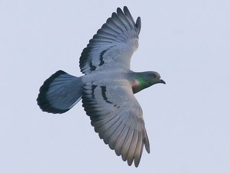 Arrow is a common pigeon or rock dove. Pigeon Flying, Feral Pigeon, Pigeon Tattoo, Flying Pigeon, Dove Flying, Homing Pigeons, Pigeon Breeds, Racing Pigeons, Bird Quotes