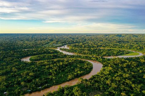 La Amazonía, también por sinécdoque llamada Amazonas en honor al río que la atraviesa, y a su vez en el de las mujeres guerreras que se creía que habitaban la región, es la vasta región de América del Sur que repartida entre 9 países qye comprende la selva tropical de la cuenca fluvial del río Amazonas. Con más de 7.000.000 millones de kilómetros de extensión, la selva amazónica es considerada el bosque tropical más extenso del planeta, además de una de las ecorregiones con más biodiversidad de Kentucky Bourbon Trail, South American Countries, Indigenous Community, Galapagos Islands, Amazon Rainforest, South American, Ecology, Travel Fun, Ecuador