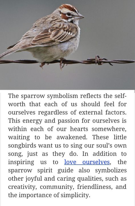 Sparrow Totem Spiritual Meaning Of Sparrow, Sparrow Quotes Bird, Sparrow Meaning Spiritual, Bird Meanings Symbols, Sparrow Meaning, Sparrow Tattoo Meaning, Birds Spiritual Meaning, Sparrow Symbolism, Bird Meaning