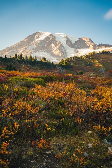 Discover the breathtaking beauty of Mt Rainier, WA! 🏔️ Immerse yourself in its stunning landscapes. Click the link to explore more! #MountRainier #AdventureAwaits Skyline Trail Mt Rainier, Mt Rainer, Rainy Photos, Mt Rainier National Park, Nature Wallpapers, Mount Rainier National Park, Stunning Landscapes, Mt Rainier, Breathtaking Beauty