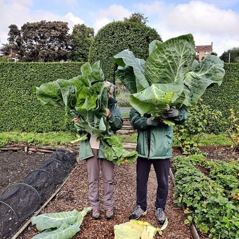 Want to know How to Grow Big & Gigantic Cabbage? This guide covers everything you need to know to cultivate a massive one! Cabbage Varieties, Giant Garden, Big Gigantic, Cabbage Plant, Design Garden Ideas, Cabbage Worms, Cabbage Head, Drip Irrigation System, Chinese Cabbage