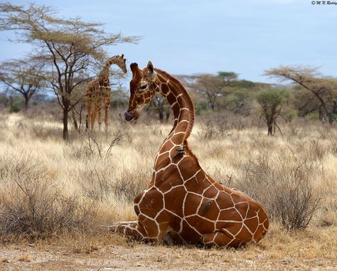 Untitled by narasimha reddy mali on 500px Giraffe Sitting, Giraffe Photos, Giraffe Pictures, African Giraffe, Wild Creatures, Out Of Africa, African Wildlife, African Animals, African Safari