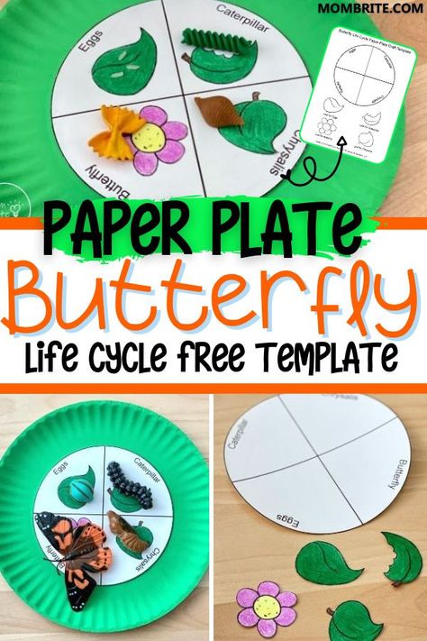 Butterfly Life Cycle Pasta Craft, Pasta Butterfly Life Cycle, Lifecycle Of A Butterfly Craft, 3d Butterfly Life Cycle Craft Template Printable, Butterfly Life Cycle Craft Preschool, Butterfly Lifecycle Preschool, Butterfly Activities For Kindergarten, Butterfly Cycle Preschool, Life Cycle Of A Butterfly Craft