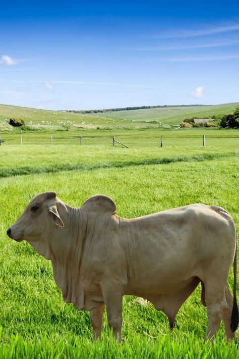 Brahman Cattle, beef, Zebu Cattle, Brahman Cattle, Indian Subcontinent, Gallon Of Water, A Cross, Disease, Water