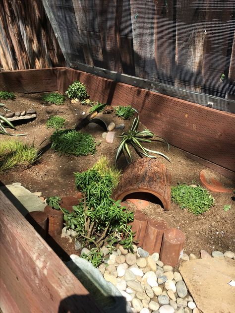 4 x 8 x 2 outdoor tortoise enclosure Redfoot Tortoise Enclosure Outdoor, Horsefield Tortoise Enclosure Indoor, Sulcata Tortoise Enclosure Indoor, Tortoise Enclosure Indoor, Horsefield Tortoise, Tortoise Terrarium, Outdoor Tortoise Enclosure, Turtle Enclosure, Quail Coop