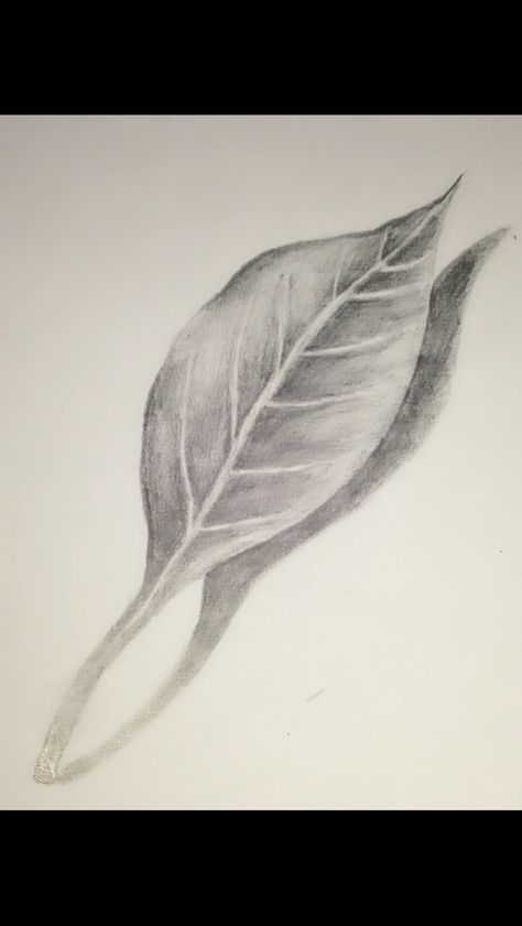 Leaves Pencil Shading, Leaf Sketch Simple, Leaf Shading Pencil, Leaves Sketch Pencil, Leaf Sketch Pencil, Cool Drawings Easy, Flowers Sketching, Foliage Drawing, Flower Sketch Pencil