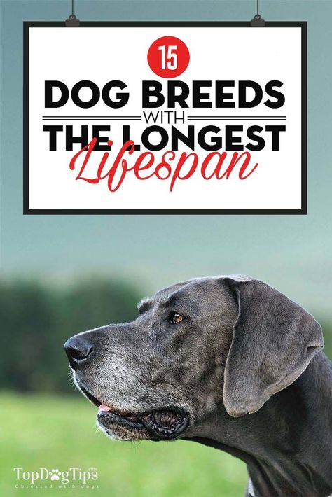 Healthiest Dog Breeds, Big Dog Toys, Tiny Dog Breeds, Top Dog Breeds, Dog Grooming Shop, Dog Breeds List, Big Dog Breeds, Dog Best Friend, Dog Grooming Business