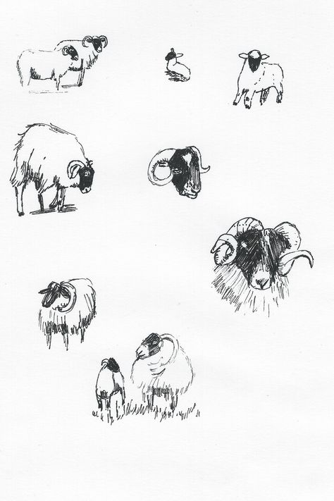 https://flic.kr/p/z16WWT | Inktober Day 17 Sheep Sketching | Sketching some more sheep :) Sheep Sketch, Sheep Tattoo Cute, Sheep Outline Tattoo, Tiny Black Sheep Tattoo, Sheep Line Drawing, Sheep Outline, Sheep Ink Drawing, E.t Tattoo, Sheep Tattoo