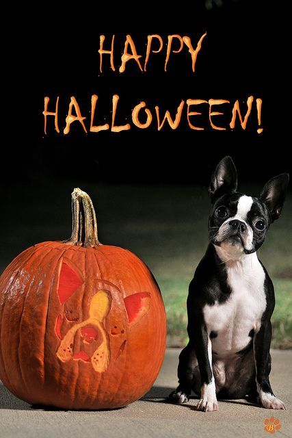 Autumn Dogs, Funny Doggies, Boston Butts, Cna Training, Boston Terrier Art, Pumpkin Stencils, Boston Terrier Lover, Prince Henry, Boston Terrier Love