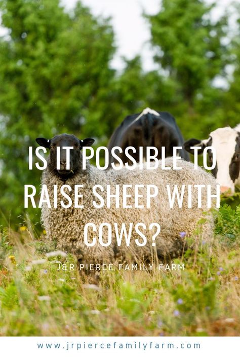 Raising sheep and cows together can be a viable option for farmers and homesteaders. With proper management, successful integration of the two livestock species is possible. Learn how to do it in this post! #raisingsheep #raisingcows #cows #sheep #cattle #multispeciesgrazing #rotationalgrazing #homesteading #farming #livestock #jrpiercefamilyfarm Sheep Raising, Homestead Livestock, Raising Sheep, Raising Livestock, Homesteading Animals, Show Cows, Big Horn Sheep, Dream Farmhouse, Livestock Farming