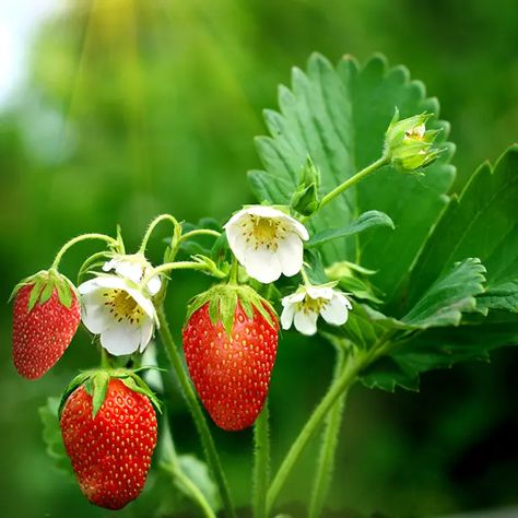 Strawberry flowers How To Store Strawberries, Strawberry Leaf, Strawberry Varieties, Strawberry Flowers, Strawberry Garden, Strawberry Flower, Garden Weeds, Strawberry Patch, Growing Strawberries