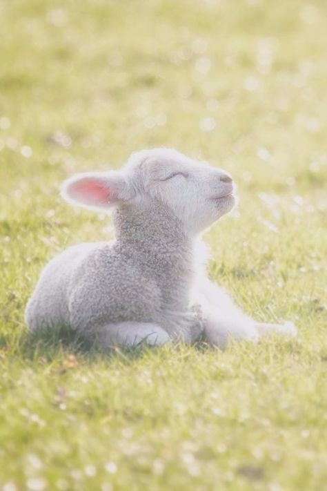 Baby Lamb, Eyes Closed, Agriculture, Easter, Beauty