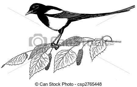 Magpie, Dreamcatcher Tattoo, Book Illustration, Drawing Inspiration, Line Drawing, Embroidery Patterns, Stock Illustration, Tattoo Ideas, Royalty